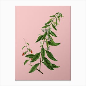 Vintage Goji Berry Tree Botanical on Soft Pink n.0803 Canvas Print