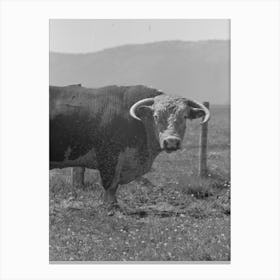 Untitled Photo, Possibly Related To Bull S Head, Cruzen Ranch, Valley County, Idaho By Russell Lee 2 Canvas Print