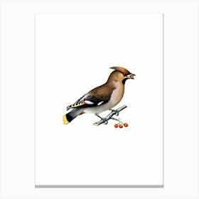 Vintage Bohemian Waxwing Bird Illustration on Pure White n.0108 Canvas Print