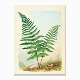 Vintage Illustration Soft Shield Fern 1 Canvas Print