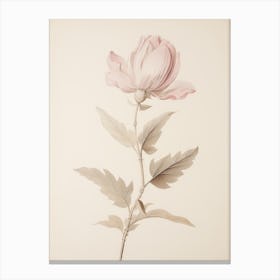 Neutral Pink Vintage Flower Canvas Print