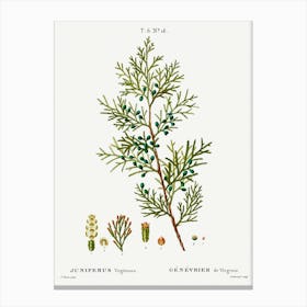 Virginian Juniper, Pierre Joseph Redoute Canvas Print