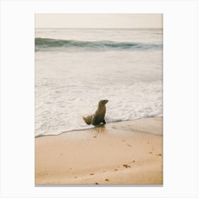 Seal On Beach Canvas Print