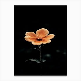 Orange Flower 11 Canvas Print