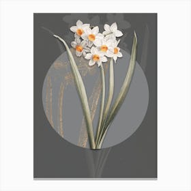 Vintage Botanical Narcissus Easter Flower on Circle Gray on Gray n.0171 Canvas Print