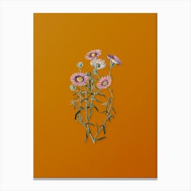 Vintage Hoary Diplopappus Flower Botanical on Sunset Orange n.0767 Canvas Print