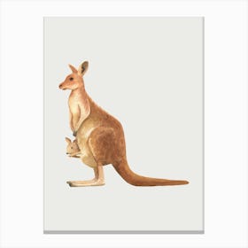 Kangaroo Canvas Print