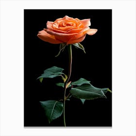 Orange Rose Isolated On Black Canvas Print