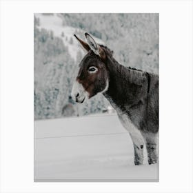Gray Winter Donkey Canvas Print