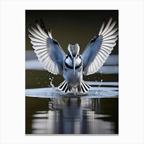 Pied Kingfisher Canvas Print