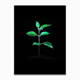 Plant Growing On A Black Background 2 Canvas Print