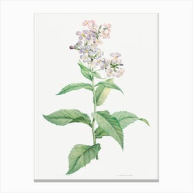 White Gillyflower, Pierre Joseph Redoute Canvas Print