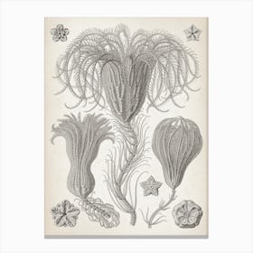 Vintage Haeckel 7 Tafel 20 Palmensterne Canvas Print