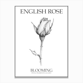 English Rose Blooming Line Drawing 1 Poster Canvas Print