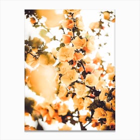 Golden Flower Blossoms Canvas Print