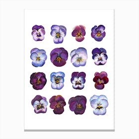 A Study Of Violas Canvas Print