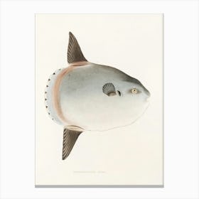 Puffer Fish Canvas Print