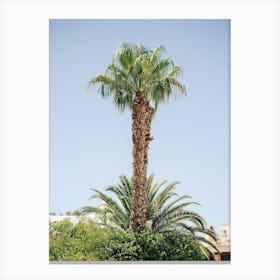 Palmtree in Eivissa // Ibiza Nature & Travel Photography Canvas Print