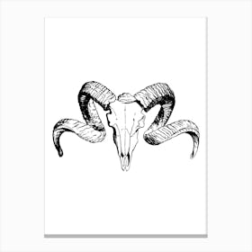 Animal skull Canvas Print