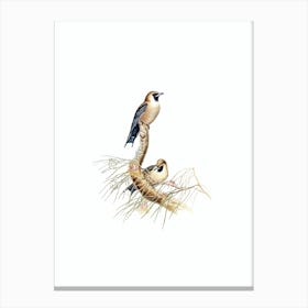 Vintage Black Faced Wood Swallow Bird Illustration on Pure White n.0272 Canvas Print