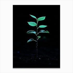 Young Tree In The Dark 1 Canvas Print