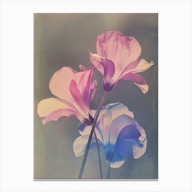 Iridescent Flower Cyclamen 2 Canvas Print