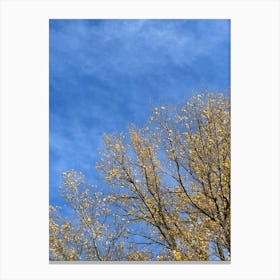 Autumn Trees Against A Blue Sky Canvas Print