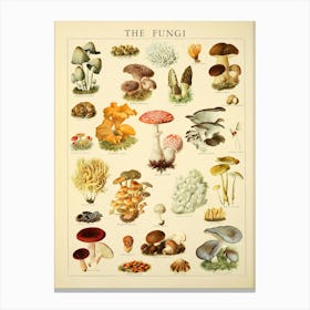 Mushrooms Vintage Illustration Canvas Print