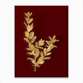 Vintage Buxus Colchica Bush Botanical in Gold on Red n.0532 Canvas Print