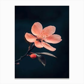 Cherry Blossom 1 Canvas Print