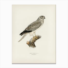 Hen Harrier Male (Circus Cyaneus), The Von Wright Brothers Canvas Print