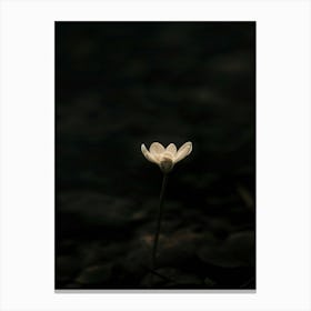 Single Flower In The Dark 58 Canvas Print