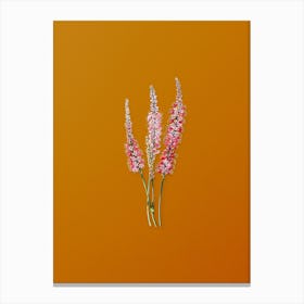 Vintage Polygonum Flower Botanical on Sunset Orange n.0966 Canvas Print