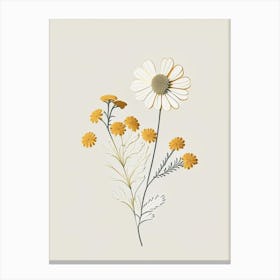 Feverfew Spices And Herbs Retro Minimal 4 Canvas Print