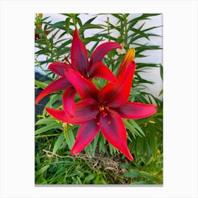 Red Lily Canvas Print