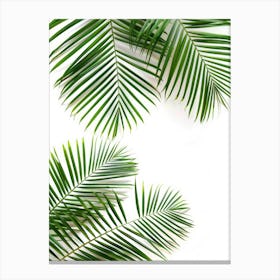 Palm Leaves On White Background 3 Canvas Print