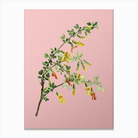 Vintage Caragana Sinica Botanical on Soft Pink n.0377 Canvas Print