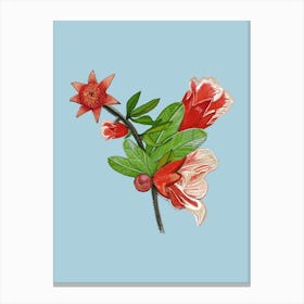 Pomegranate Flowers Canvas Print