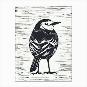 Pied Wagtail Canvas Print