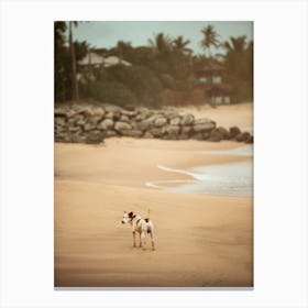 Tangalle Beach Dog - Sri Lanka photo print - moody animal photography art Canvas Print