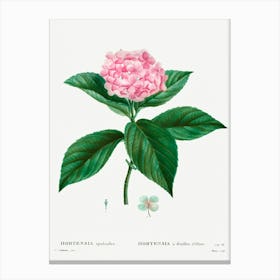 French Hydrangea, Pierre Joseph Redoute Canvas Print