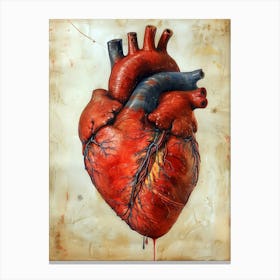 Human Heart anatomy biology art Canvas Print