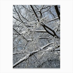 Snow Covered Branches Canvas Print