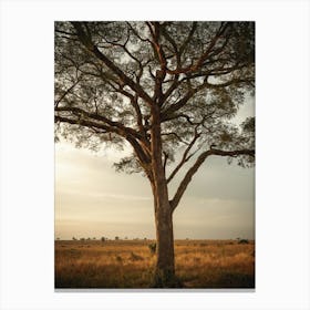 Lone Tree In The Savannah Of Uganda In East Africa Canvas Print