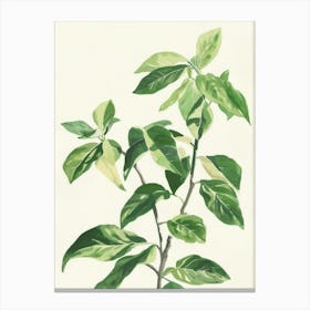 Green Leaves On A Branch Canvas Print