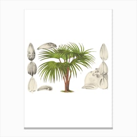 Palm Tree 1 Canvas Print