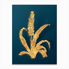 Vintage Eucomis Punctata Botanical in Gold on Teal Blue n.0339 Canvas Print