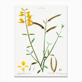 Spanish Broom, Pierre Joseph Redoute Canvas Print