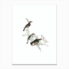 Vintage Shining Cuckoo Bird Illustration on Pure White Canvas Print