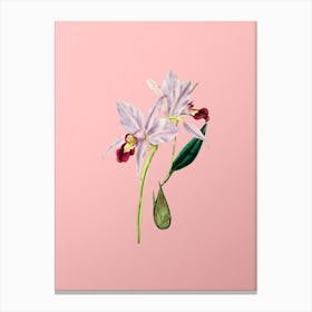 Vintage Two Edged Laelia Botanical on Soft Pink Canvas Print